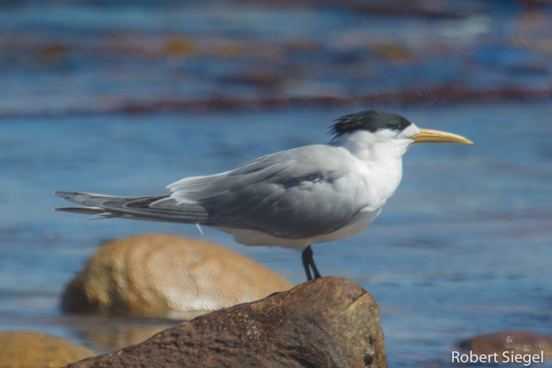 tern